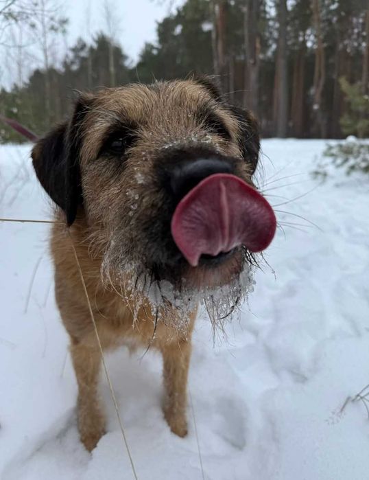 Bono - mądry szorściak szuka domu