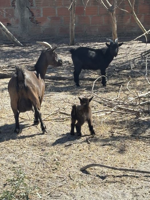 cabras e bode anãs