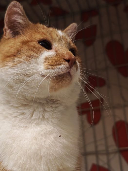 Kotek Mikuś szuka domu