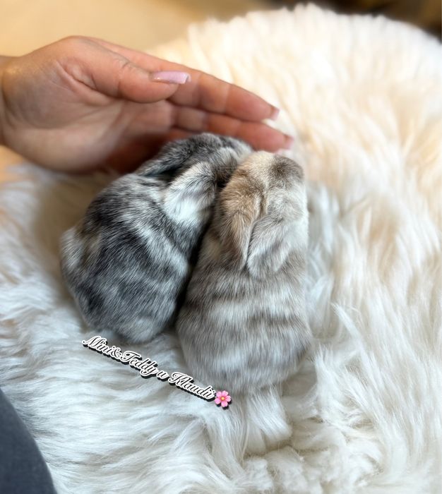 Mini lop / hodowla królików mini / metryka