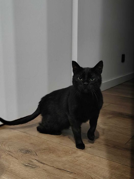 Cudowna czarna kotka do adopcji
