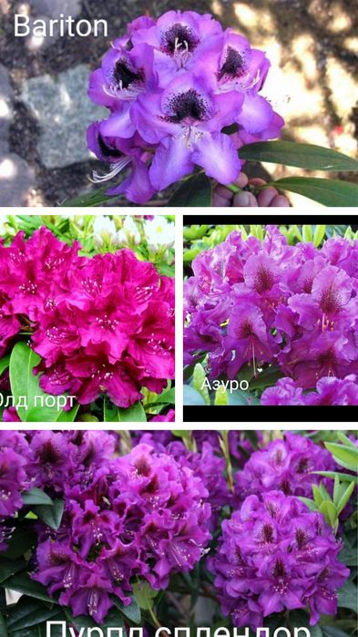 Рододендрон вічнозелений