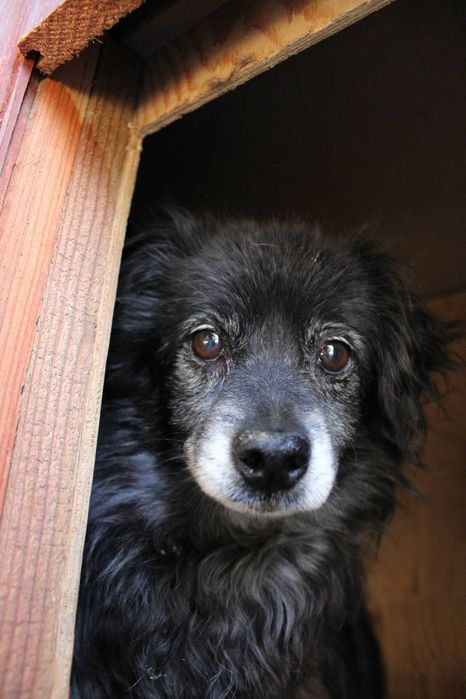 Mapety 2 półdzikie psiaki PEJA  BOBI adopcja schronisko