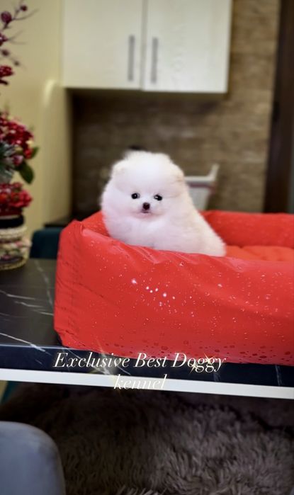 Найкращі SUPER VIP mini білі цуценята. Померанські шпіци. Шпіц. Щенок