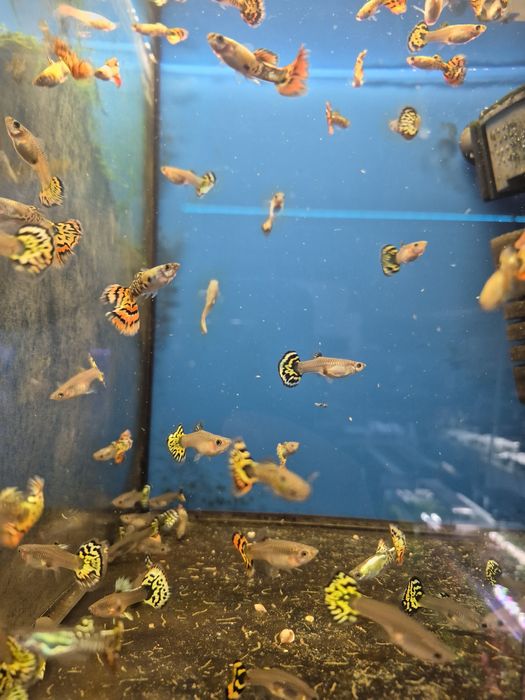 Gupik taiger / cobra red Kraków (Swoszowice)