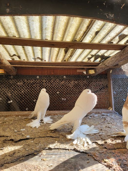 Garłacz/ garłacze para i samiec