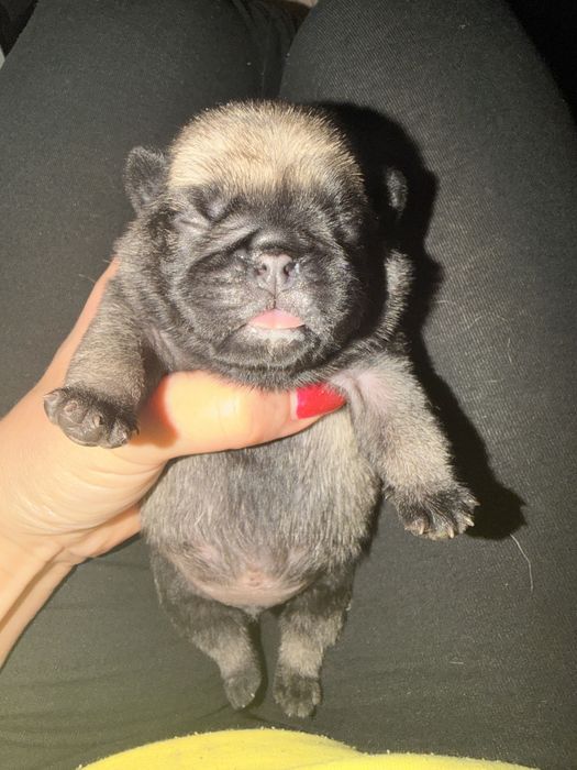 Mops - szczenię chłopiec ZKwP/FCI