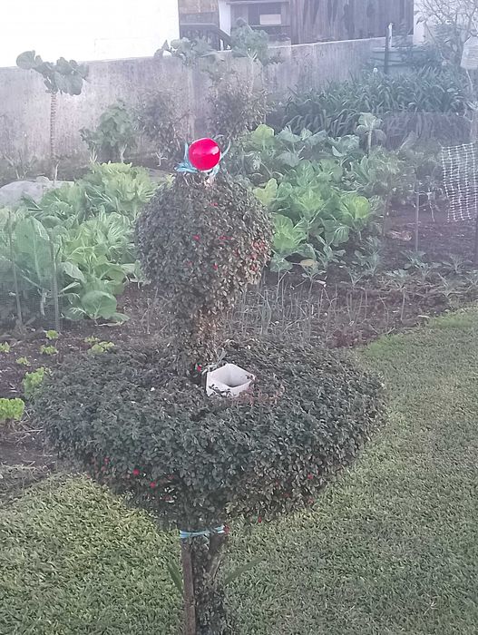 Jardins limpezas terrenos construção jardins