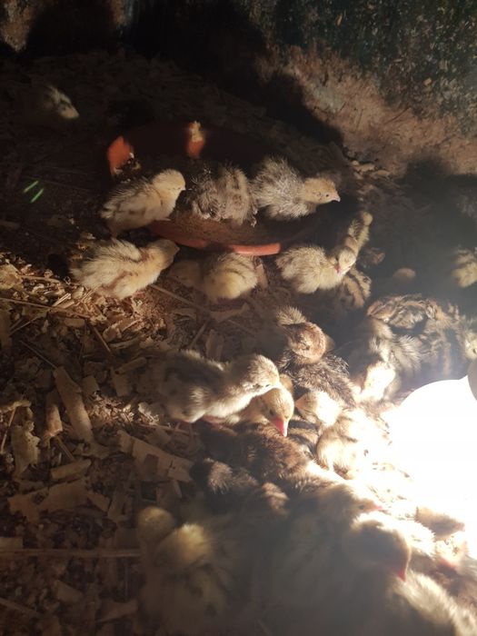 Vendo codornizes e ovos de codornizes galados