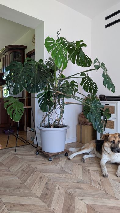 Monstera piękna zdrowa