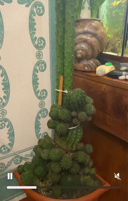 Кактус комнатный