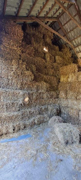 Sprzedam słomę tegoroczną