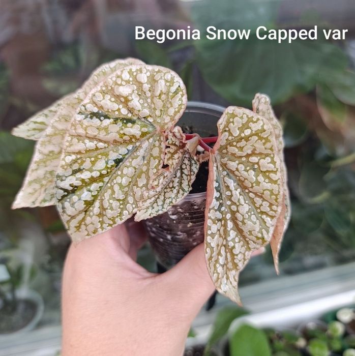 Begonia Snow Capped var
