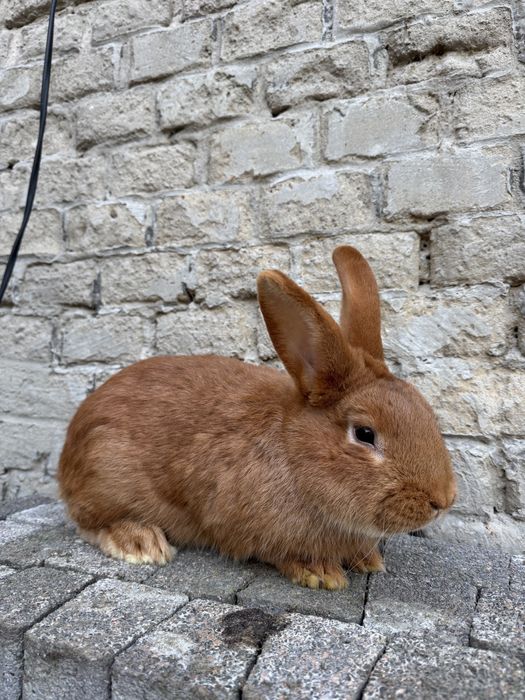 Króliki burgundzkie , samce