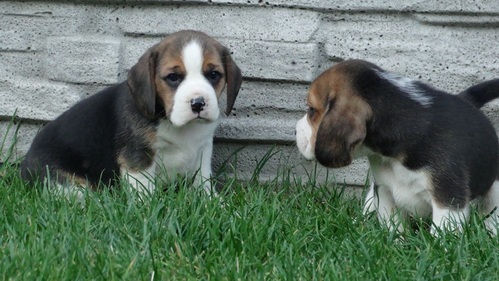 Beagle piesek 8 tygodni
