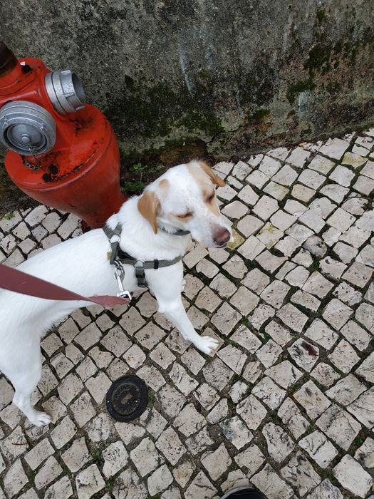 Cadelinha para adoção