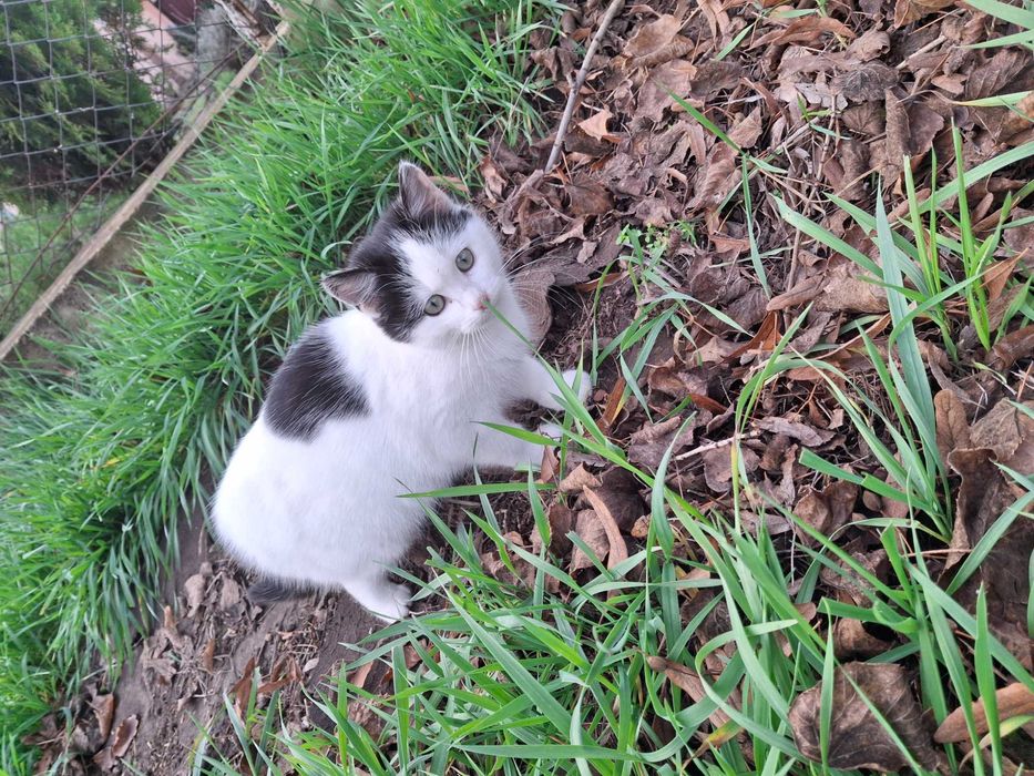 Кошечка, кошенята, котики Первомайск