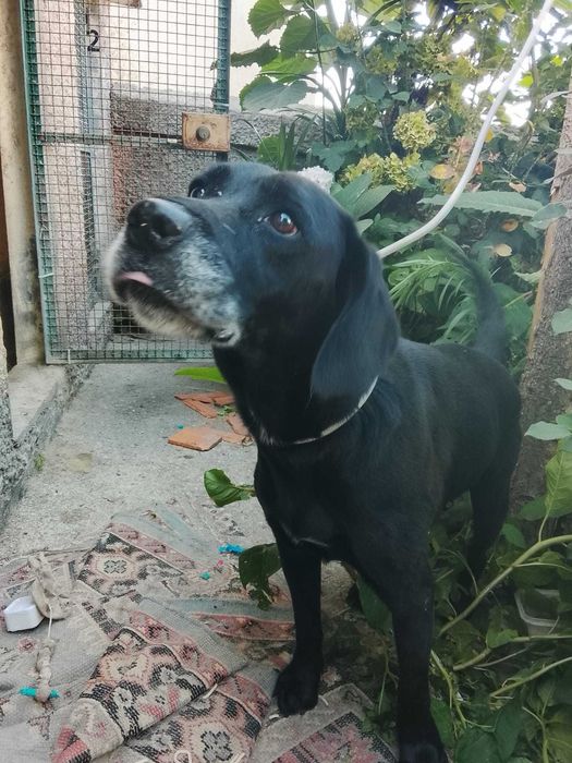 Adoção/FAT menino meigo