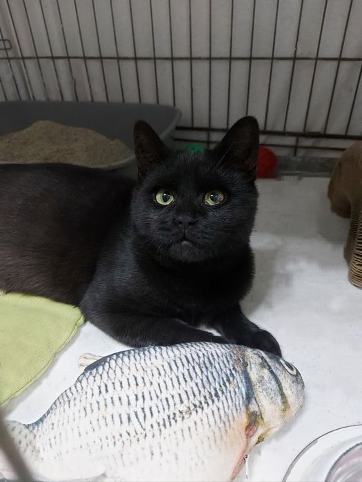 Jerry - piękny kocurek który oszukał przeznaczenie! Ur. 05-2025