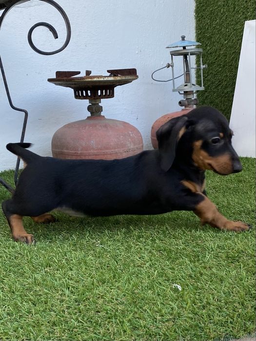 Teckel kaninchen blak an tan
