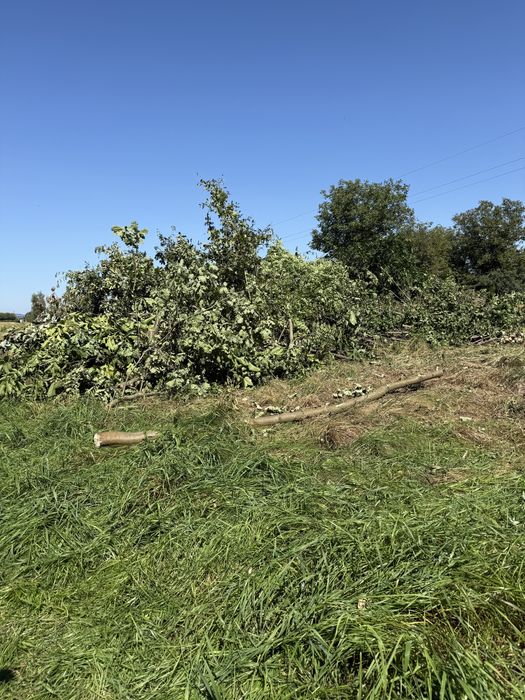 Gałęzie , konary  , opał  oddam za darmo