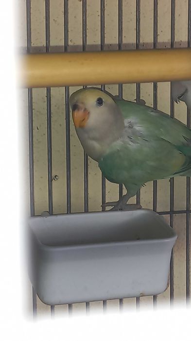 Agarponis não domesticados