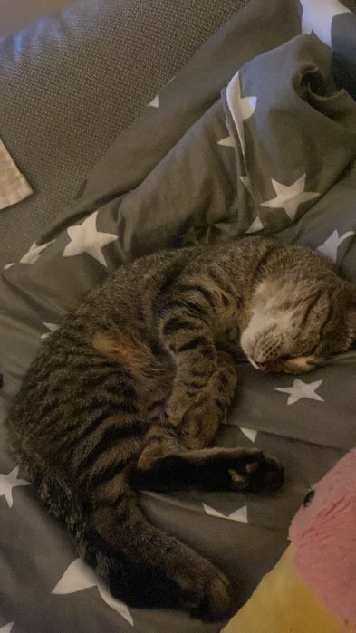 oddam kora w dobre ręce