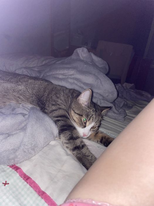 Котик шукає родину