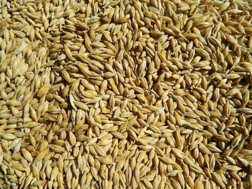 Ячмінь  пшениця овес 7грн  продам 2026