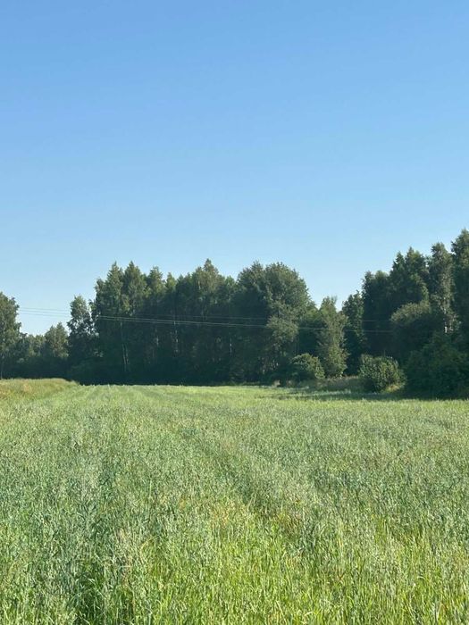 Na sprzedaż grunty leśne – Bużyska, gm. Korczew - Widok 4