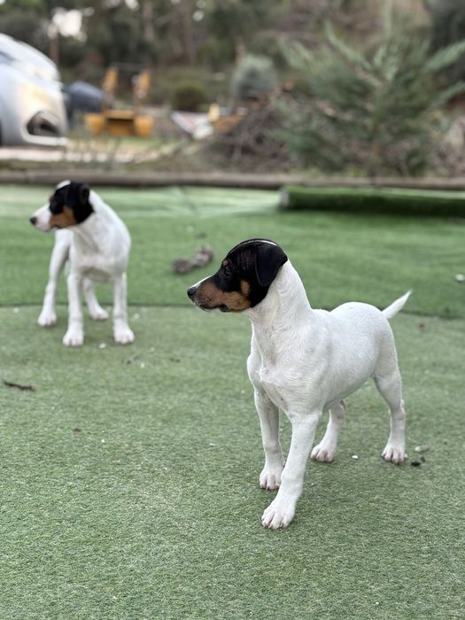 Ratonero Bodeguero Andaluz c/Pedigree