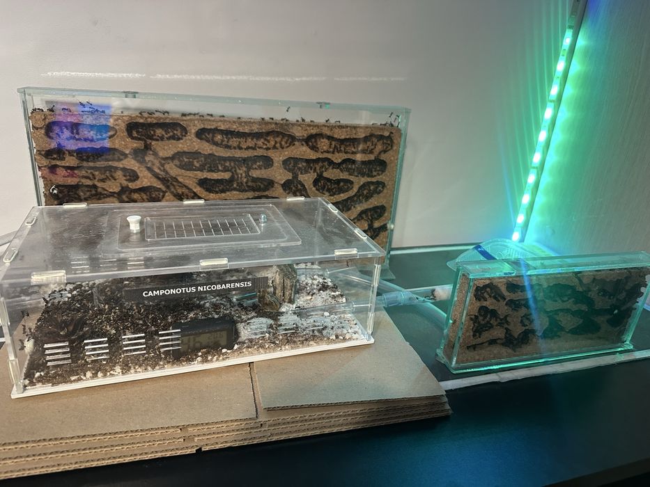 Mrówki Camponotus Nicobarensis | Stagnacja, duza kolonia