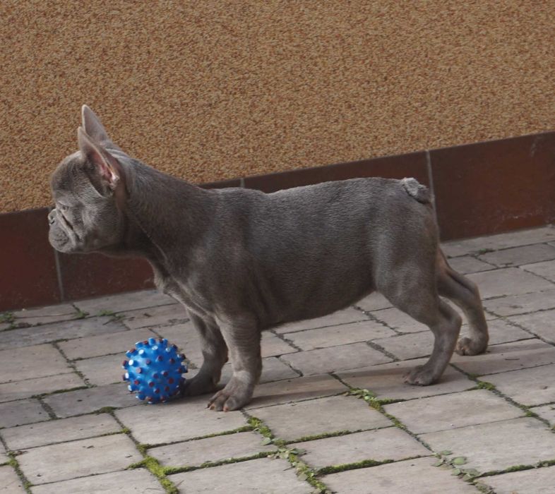 niebieska suczka buldog francuski