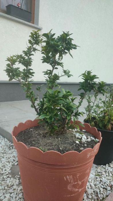 Duże fikusy Ficus Microcarpa Moclame 80 i 100 cm - okazja
