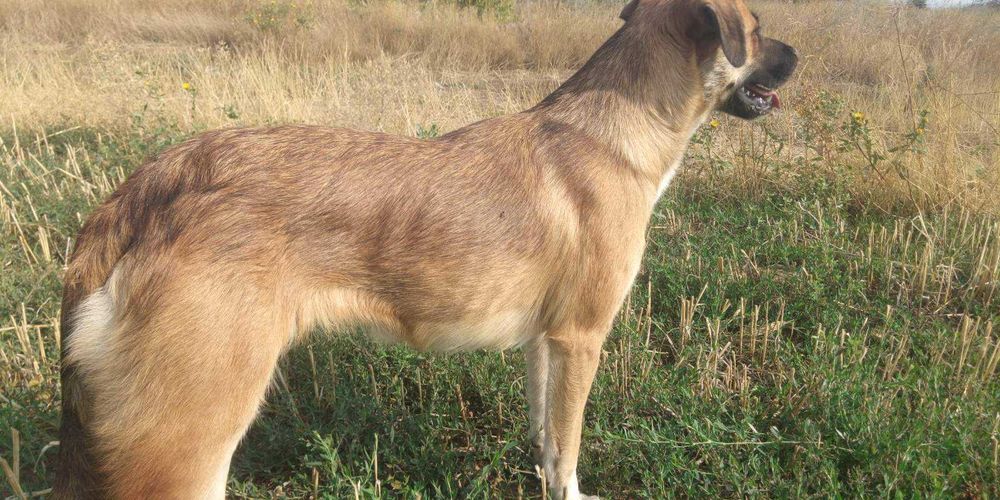 Отдам в хорошие руки