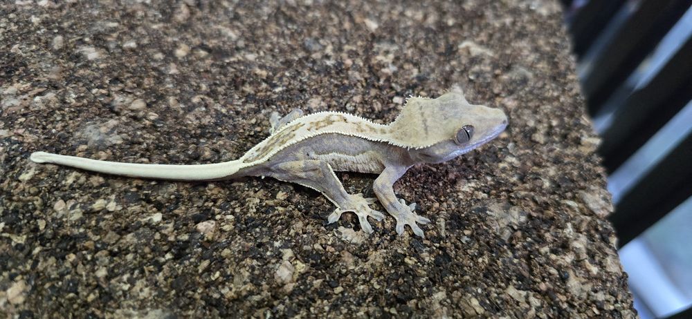 Mlode gekony orzesione jaszczurka