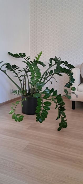 Zamiokulkas kwiat  w ceramicznej donicy