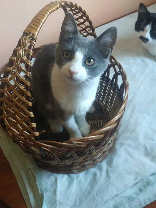 Киця  шукає  дім