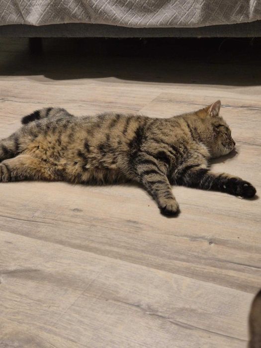 Grawitacja to tylko sugestia! Poznaj roztańczonego Vertigo.