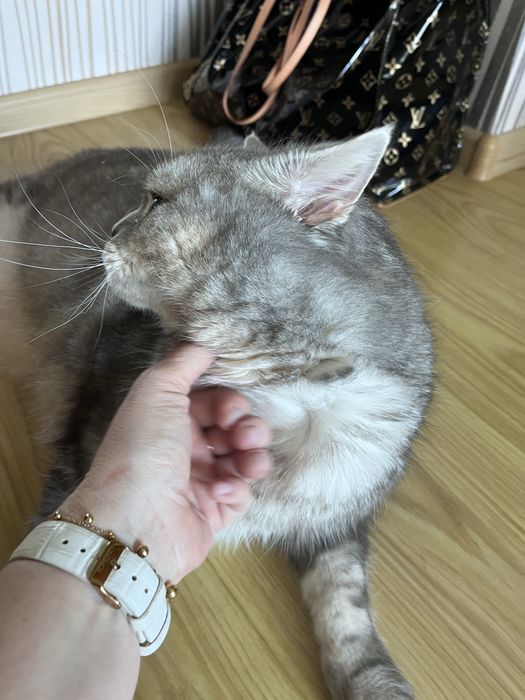 Віддам кота в добрі руки