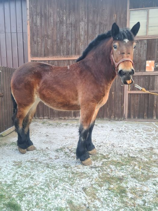 Klacz Zimnokrwista Księga Główna