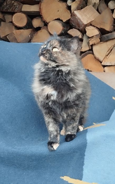 Безкоштовно котуся