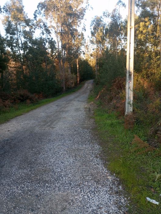 Ótima leira de eucaliptos