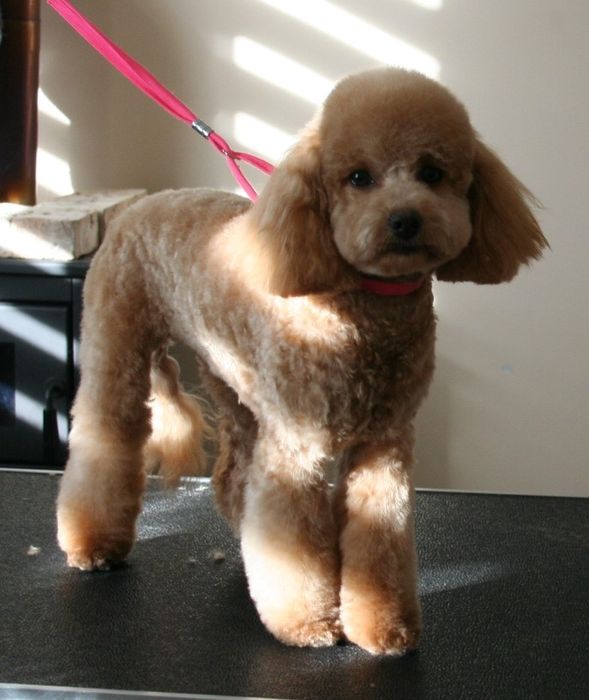 Грумінг собак та котів