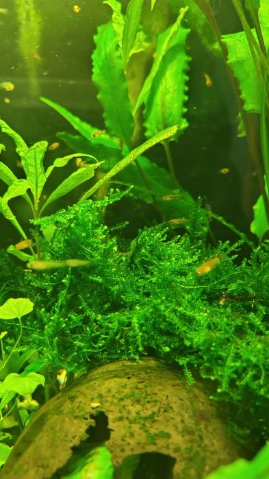 Narybek mieczyka po pięknych rodzicach