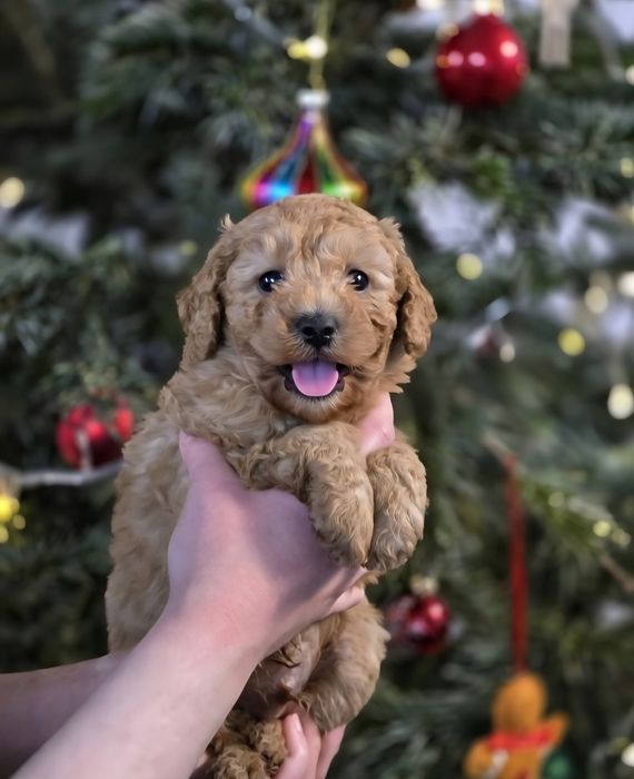 Pudel toy miniatura piesek morelowy