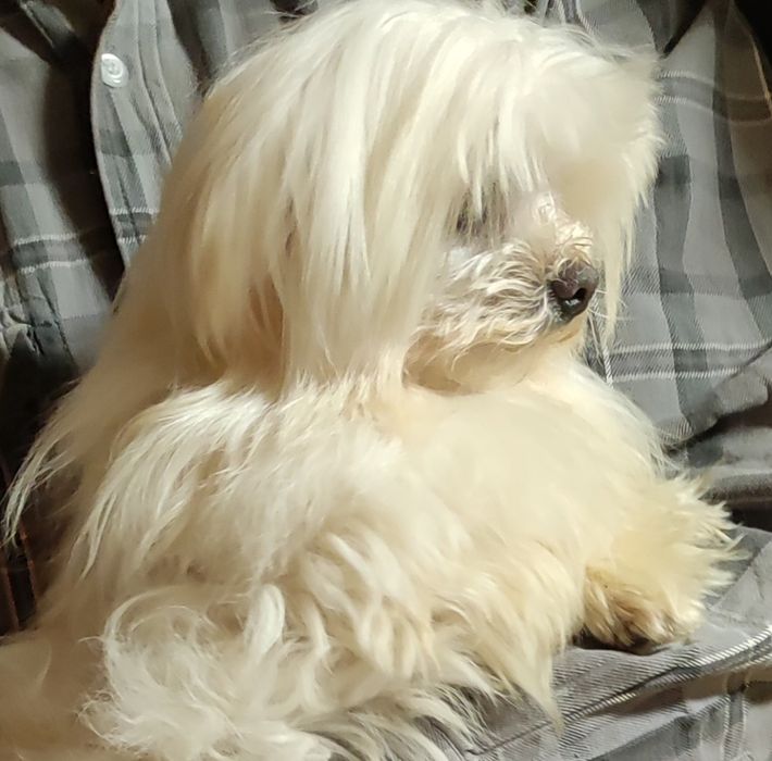 мальтийская болонка мини мальчик