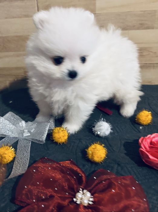 Spitz anão lulu da pomerania  macho
