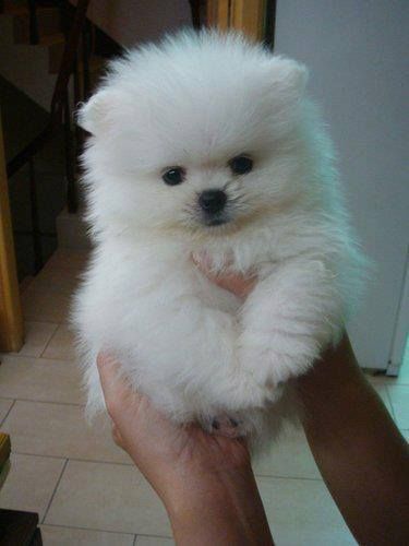 Супер міні мішка зі Львова