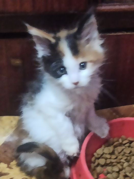 Малята мейн куни шукають родину.